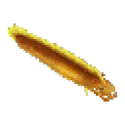 Moray Eel