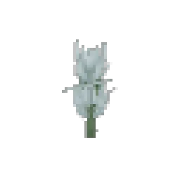 Stormbark Sapling